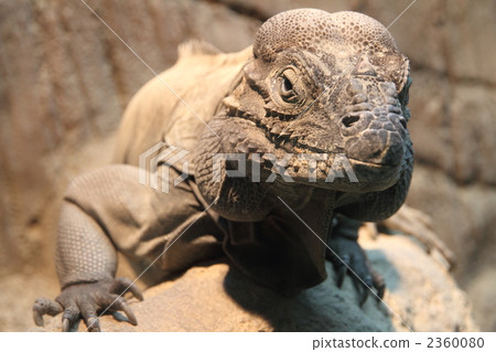 a lizard, lizard, one animal 2360080