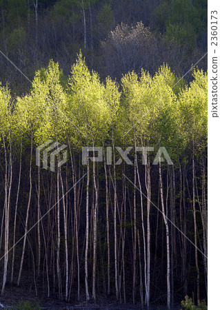 Fresh green of white birch 2360173