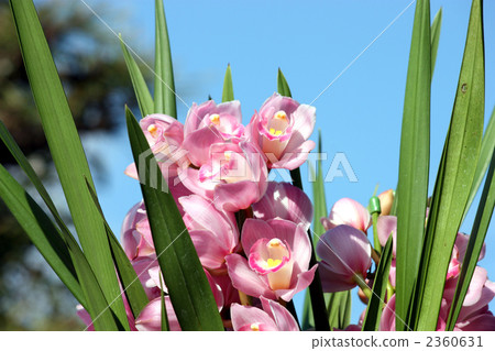 Cymbidium lucky bloom in full bloom 2360631