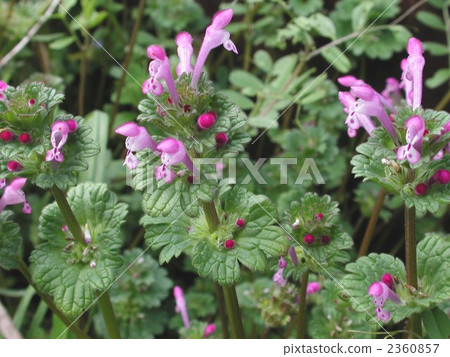 Lamium amplexicaule 2360857