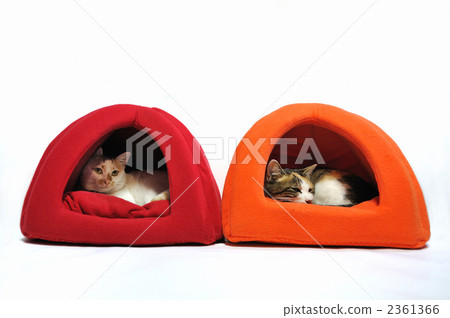 貓的臥室 2361366
