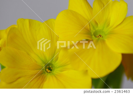 polyanthus, primula, bloom 2361463