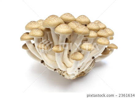 商業Bunashimeji 2361634