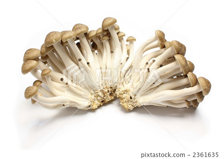 商業Bunashimeji 商業Bunashimeji 2361635