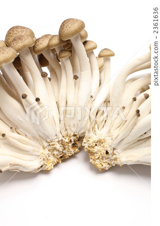 Commercial Bunashimeji 2361636