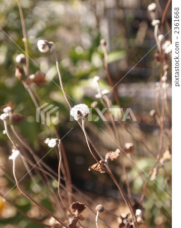 Cotton Wool, raw cotton, cottonseed 2361668