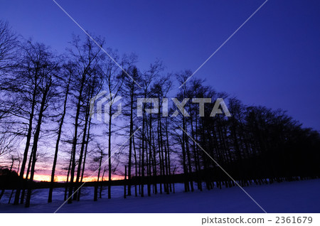 Morning - purple gradation - Morning - purple gradation - 2361679