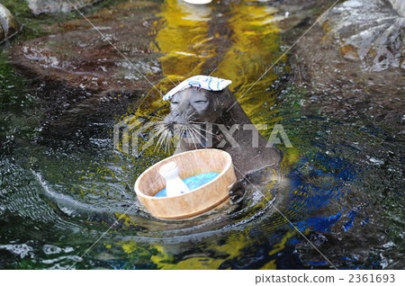 Hot Spring Seal 2361693