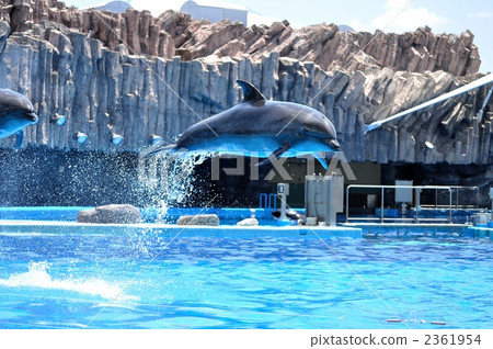 海豚 海豚 2361954