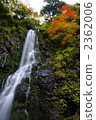Fukushima ken Shitaki 2362006