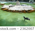 企鵝 2362007