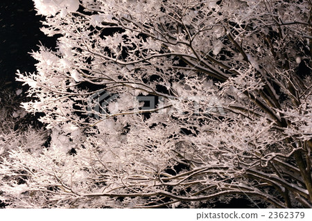 frost covered tree, branch, tree 2362379