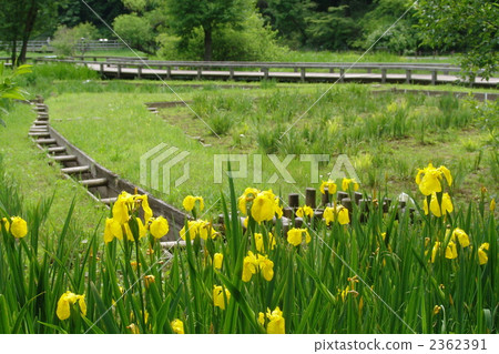 可能kishowubu鳶尾科07 2362391