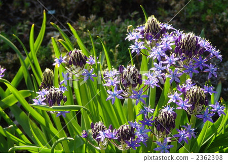May Sila pelviana·莉莉18 May Sila pelviana·莉莉18 2362398