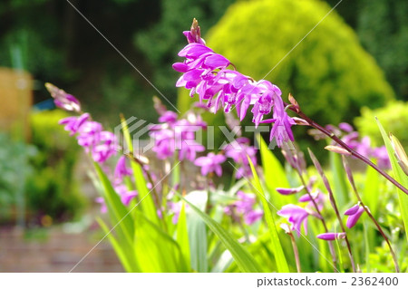 May Silane · Orchid family 11 2362400