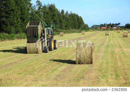 Making grass rolls Making grass rolls 2362800