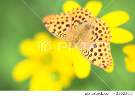 Flowers and Midori Hyouton 2362863