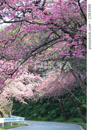 Headquarters Cherry Blossoms at Yaedake 2363098