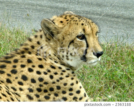 獵豹 姬路中央公園 野生動物園 2363188