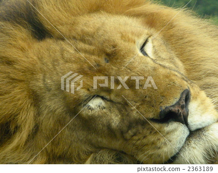 獅子 姬路中央公園 野生動物園 2363189