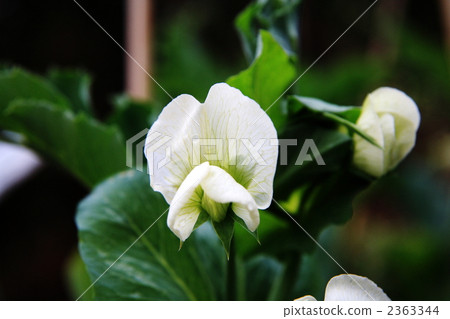 pea, white flowers, White Flower 2363344