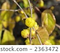wintersweet, japanese allspice, botanic 2363472