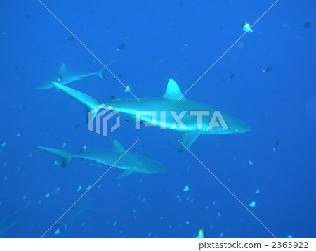 Gray Reef Shark Sea Shark 2363922