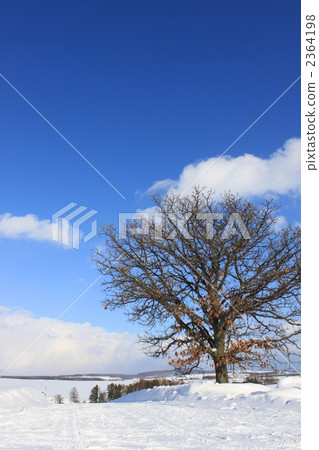 Seven Star Tree 2364198