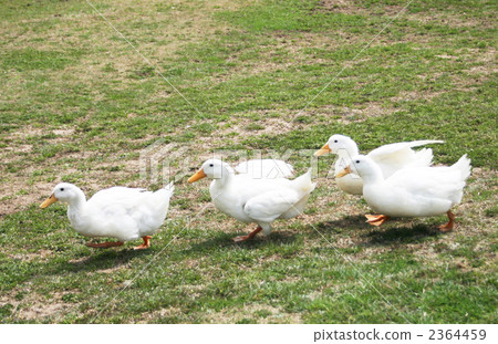 鴨 鴨子 鳥兒 2364459