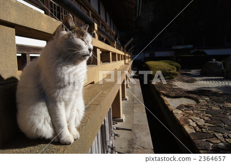sleeping cat, stray cat, ripple mark 2364657