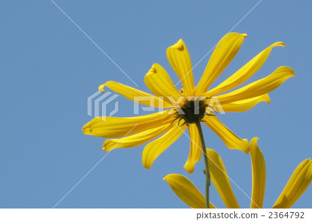 耶路撒冷朝鮮薊花 2364792