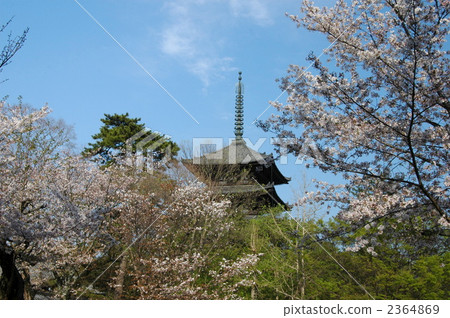 奈良興福五層塔和櫻花 奈良興福五層塔和櫻花 2364869