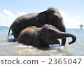 陸生動物 大象 動物 2365047
