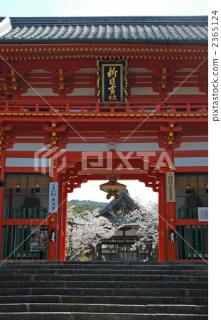 Kyoto Shinniki Shrine Shrine and cherry blossoms Kyoto Shinniki Shrine Shrine and cherry blossoms 2365124