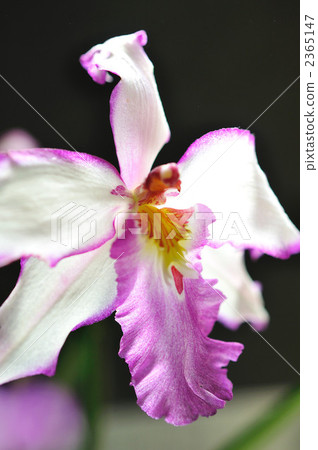French orchid French orchid 2365147