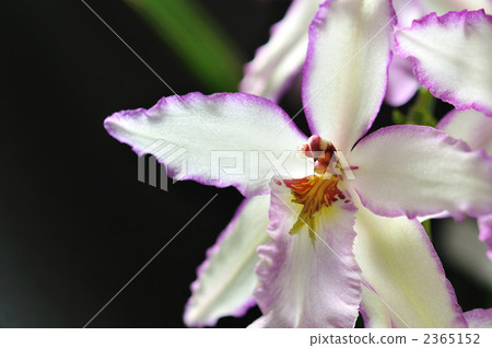 French orchid French orchid 2365152