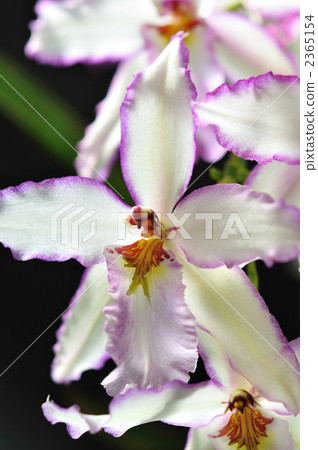 French orchid 2365154