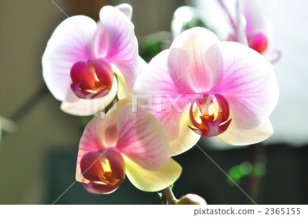 Phalaenopsis orchid Phalaenopsis orchid 2365155