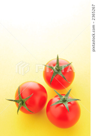 Tomato Tomato 2365267