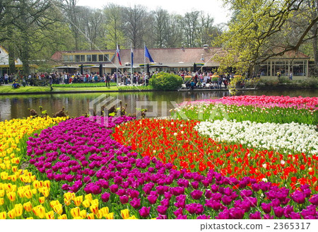 tulip field, flower garden, flower field 2365317