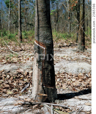 Rubber plantation in Malaysia Rubber plantation in Malaysia 2365398