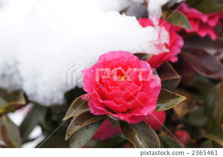 雪適合山花 2365461