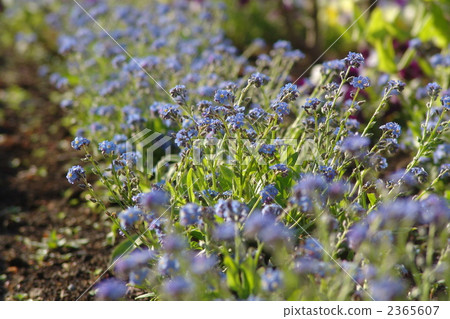 可能是Renagusa / Murasakiidae 11 2365607