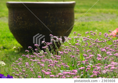 可能是lengusa和Murasaki 12 2365608