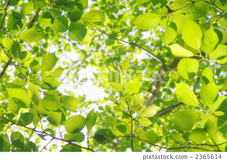 May fresh green leaves 07 2365614