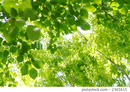 May fresh green leaves 08 2365615