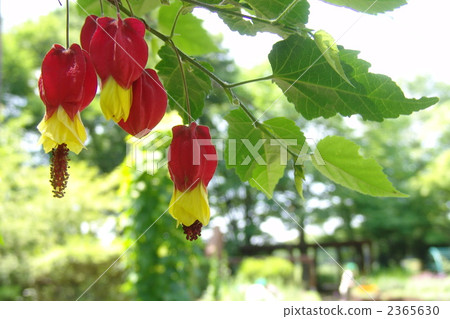 June, Ukitsuriboku / Aoi family 19 June, Ukitsuriboku / Aoi family 19 2365630