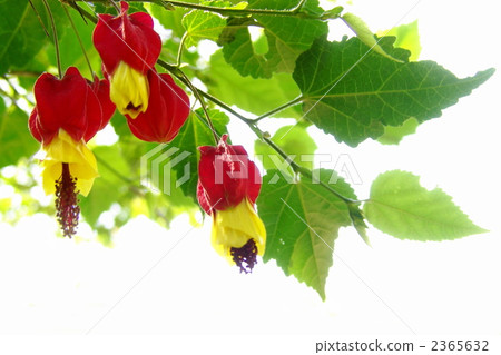 June Wicketsuboku / Aoi family 21 June Wicketsuboku / Aoi family 21 2365632