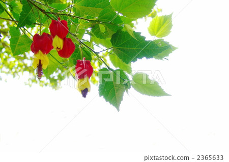 June, Ukitsuriboku / Aoi family 22 2365633