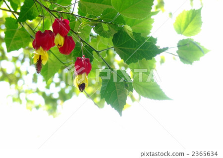 June, Ukitsuriboku / Aoi family 23 2365634